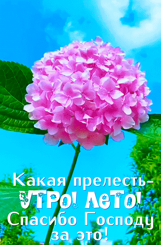 Картинки "Доброе утро" с цветами. Летние картинки Доброе утро с цветами