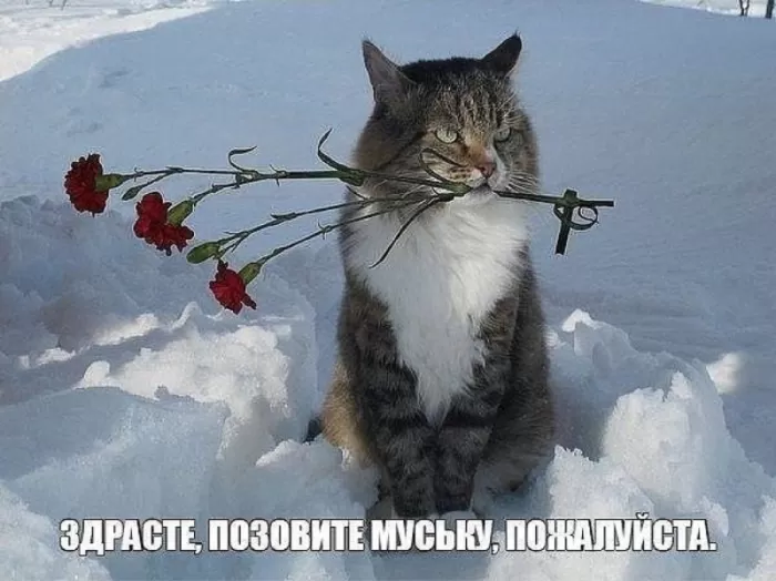 Картинки "Скоро весна" (80 штук). Прикольные картинки "Скоро весна"