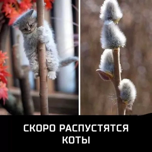 Картинки "Скоро весна" (80 штук). Прикольные картинки "Скоро весна"