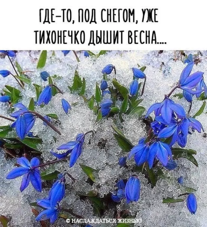 Картинки "Скоро весна" (80 штук). Скоро весна - картинки с пожеланиями