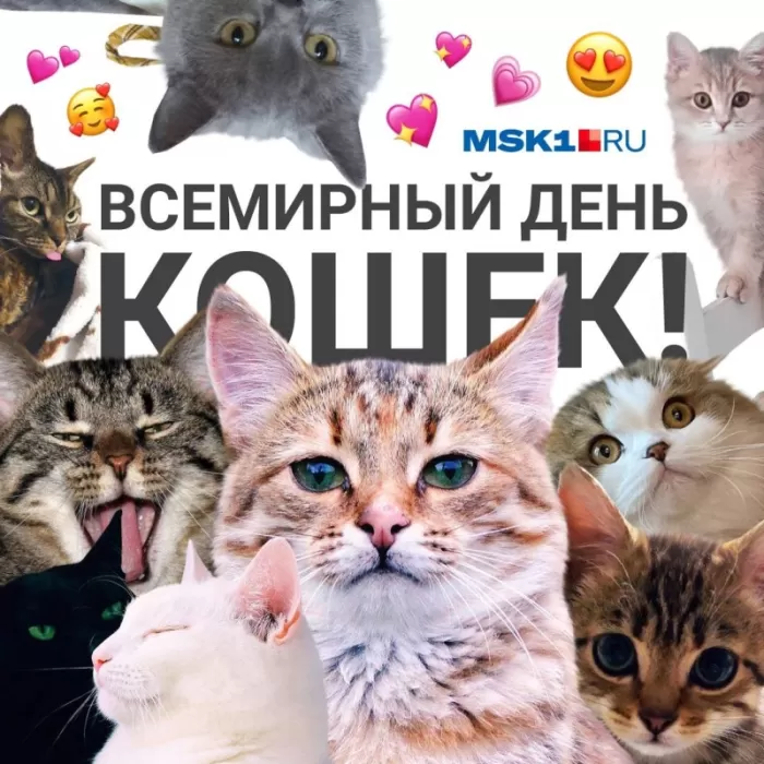 Прикольные картинки с Днем кошек . Картинки с Днем кошек