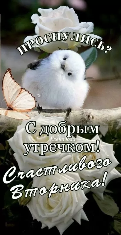 Картинки Доброе утро вторника. Красивые картинки Доброе утро вторника