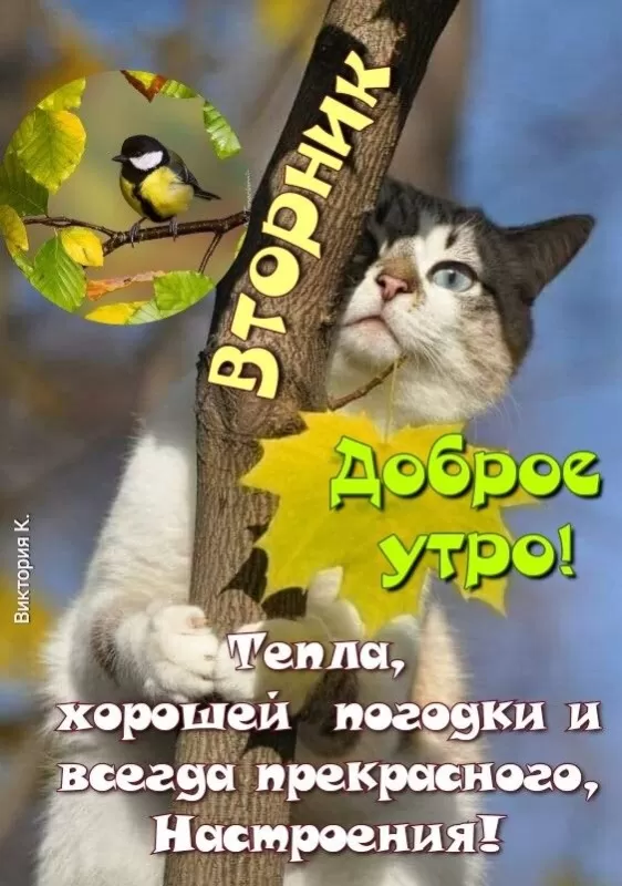 Картинки Доброе утро вторника. Прикольные картинки "Доброе утро вторника"