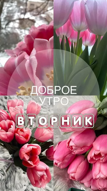 Картинки Доброе утро вторника. Картинки "С добрым утром вторника" красивые