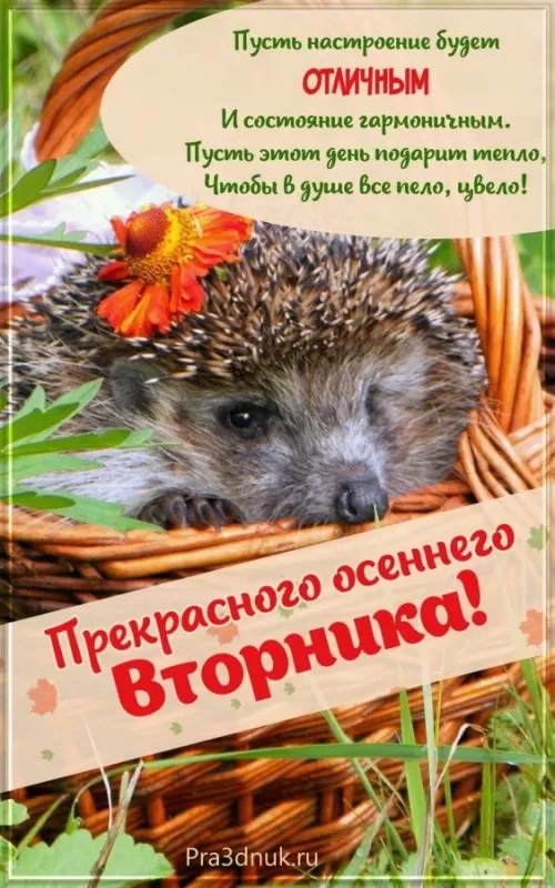 Картинки Доброе утро вторника. Доброе утро вторника - картинки позитивные