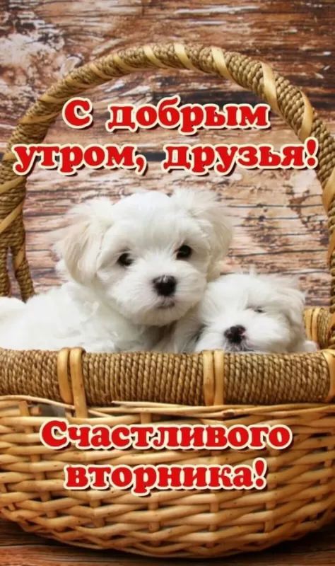 Картинки Доброе утро вторника. Доброе утро вторника - картинки позитивные
