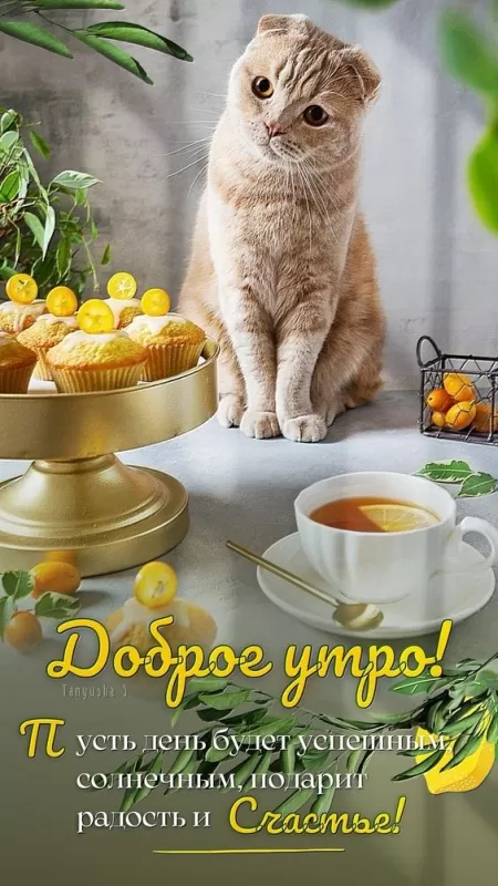 Картинки Доброе утро вторника. Доброе утро вторника - картинки позитивные