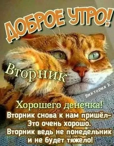 Картинки Доброе утро вторника. Прикольные картинки "Доброе утро вторника"