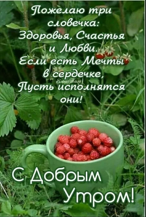 Картинки с Добрым летним утром. Прикольные картинки с добрым летним утром