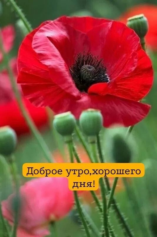 Картинки с Добрым летним утром. Красивые картинки Доброе летнее утро