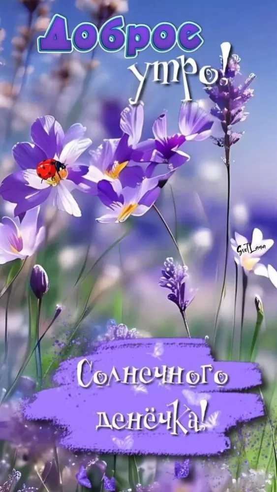 Картинки с Добрым летним утром. Красивые картинки Доброе летнее утро