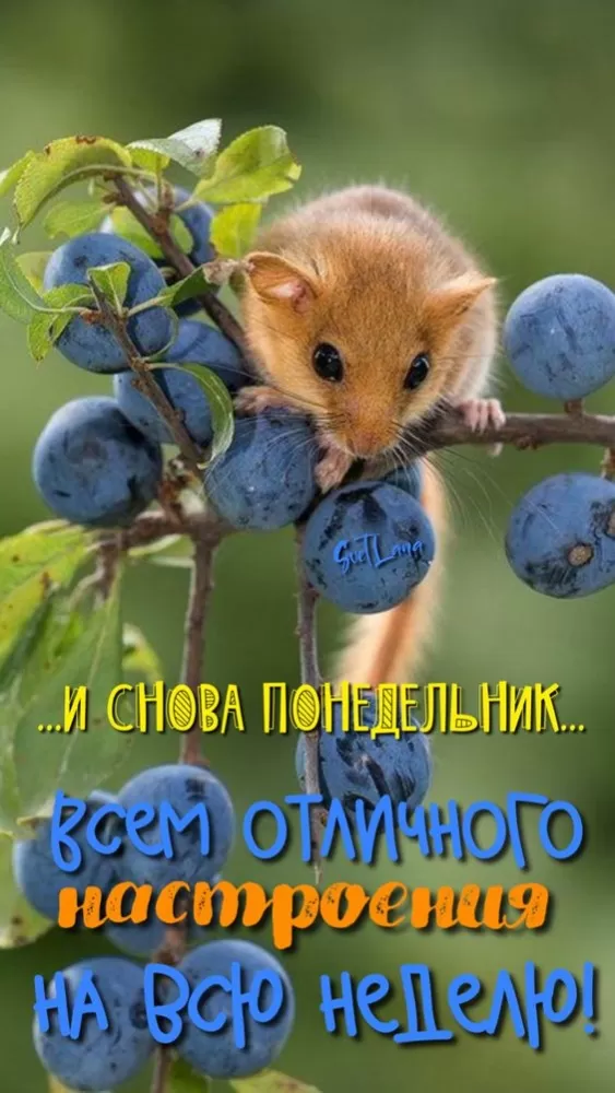 Картинки "Доброе утро понедельника". Доброе утро понедельника - картинки летние