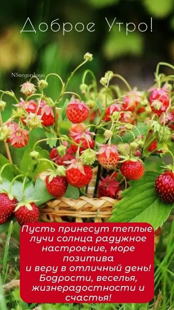Открытки Доброе июльское утро (80 картинок). Доброе летнее утро - картинки с пожеланиями