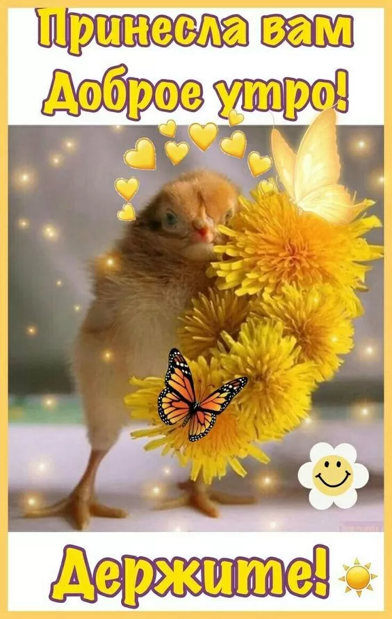 Прикольные и позитивные картинки для настроения. Прикольные и позитивные картинки
