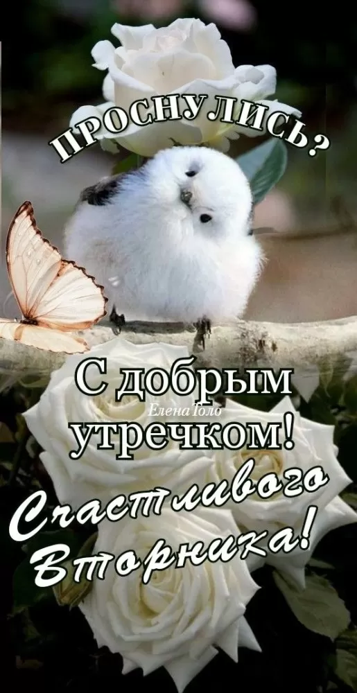 Картинки Доброе утро вторника. Доброе утро вторника - картинки красивые и прикольные