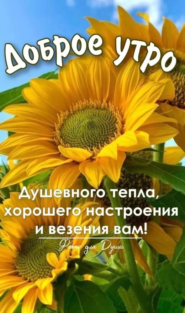 Красивые картинки с Добрым летним утром. Картинки Доброе летнее утро