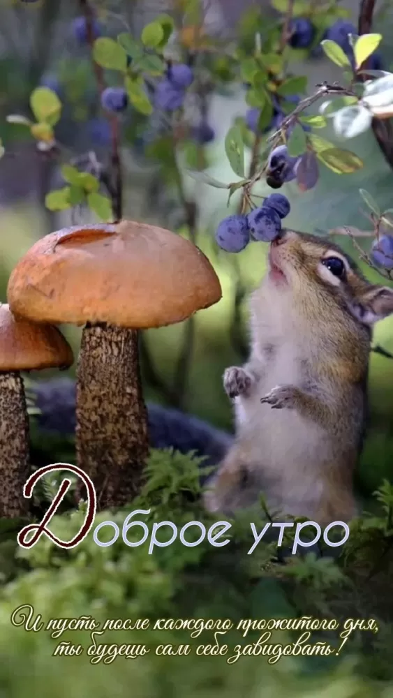Красивые картинки с Добрым летним утром. Красивые картинки С добрым летним утром