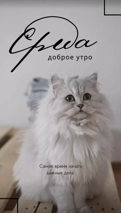 Красивые картинки Доброе утро среды. Доброе утро среды - картинки с котиками