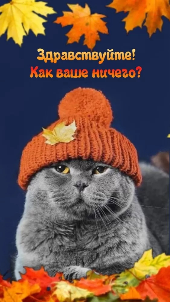 Картинки позитивные для настроения. Позитивные картинки с котами для настроения