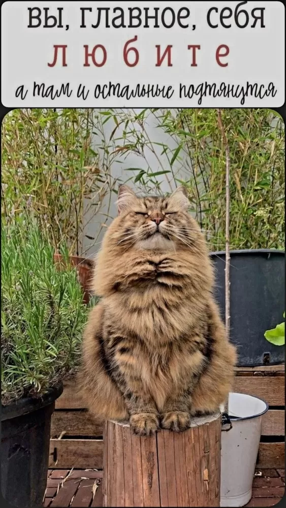 Картинки позитивные для настроения. Позитивные картинки для настроения