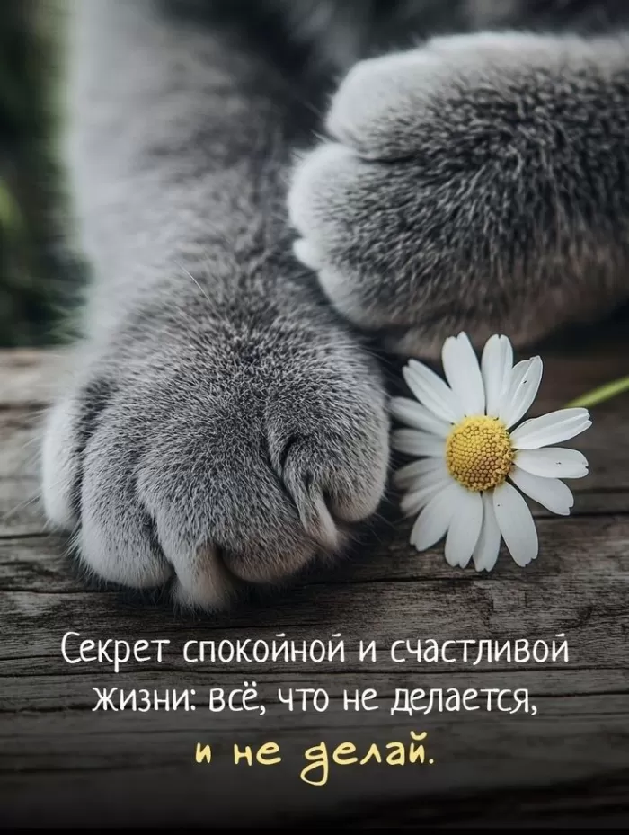 Картинки позитивные для настроения. Позитивные картинки для настроения