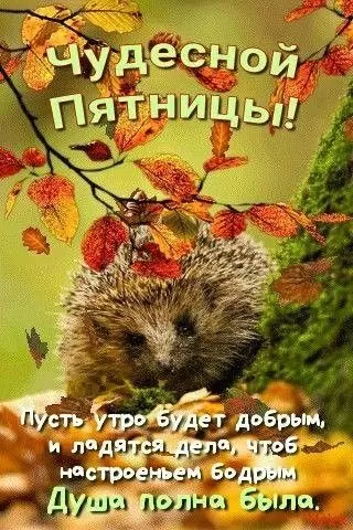 Картинки Доброе утро пятницы. Осенние картинки Доброе утро пятницы