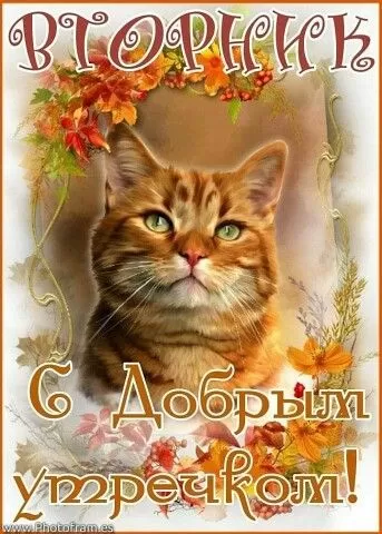 Картинки Доброе утро вторника. Картинки "Доброе утро вторника" осенние
