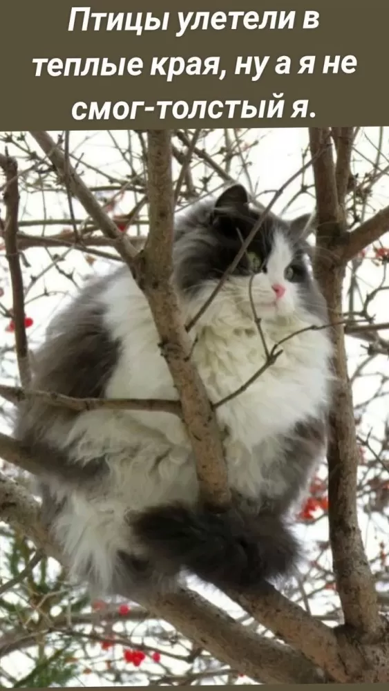 Прикольные картинки для вашего настроения. Картинки для настроения: прикольные и позитивные