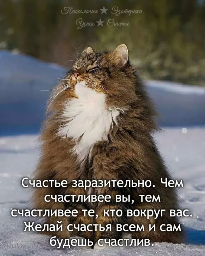 Прикольные картинки для вашего настроения. Картинки для настроения: прикольные и позитивные